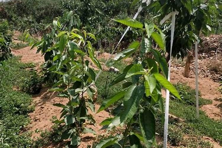 定植樱桃树施肥正确方法