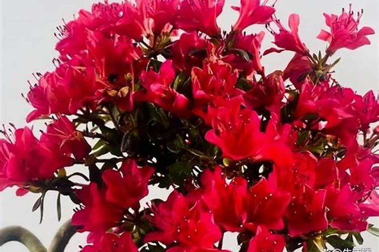 杜鹃花什么时间施肥最好 杜鹃花施肥时间和方法