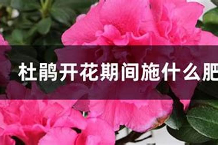 杜鹃花施什么肥,如何施肥