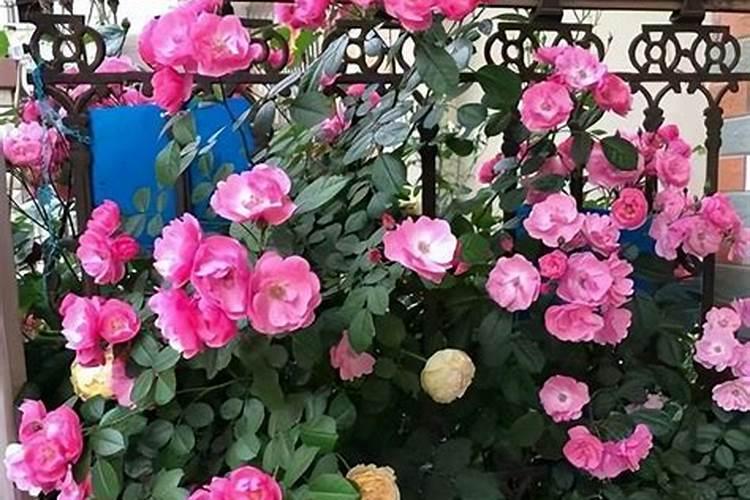 月季多久施一次肥