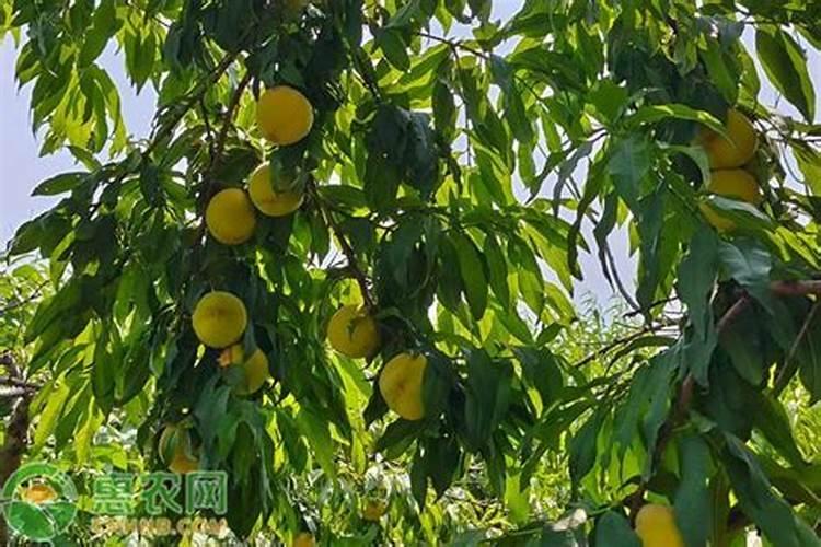 锦香黄桃和锦绣黄桃栽培技术一样吗