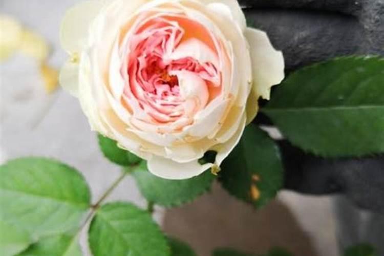 月季施什么肥长得快