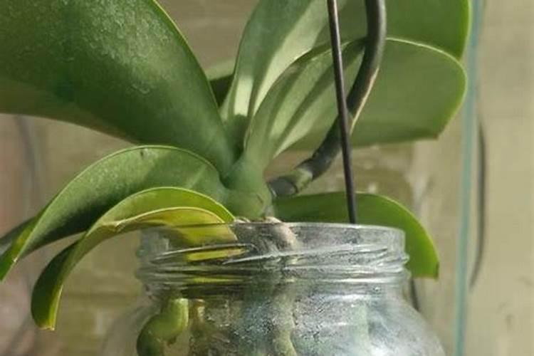 刚上盆的兰花多久施肥