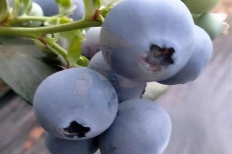 大蒜现在用什么水溶肥？