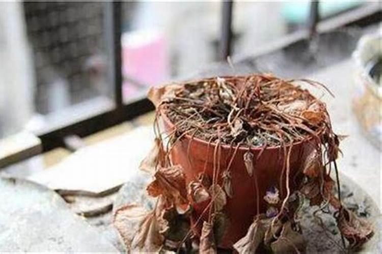 黄豆、大米、洋葱、白醋泡水浇花会怎样