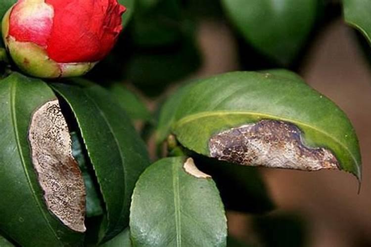 茶叶花叶子发黄怎么办 发黄原因与处理方法