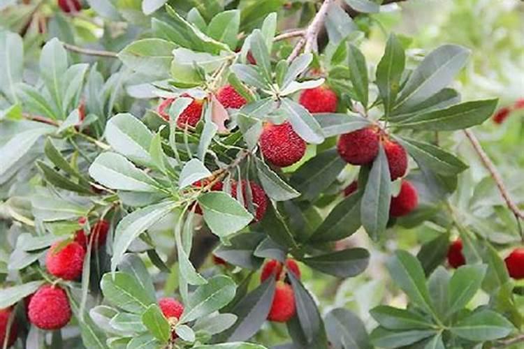 杨梅树用什么肥料最好