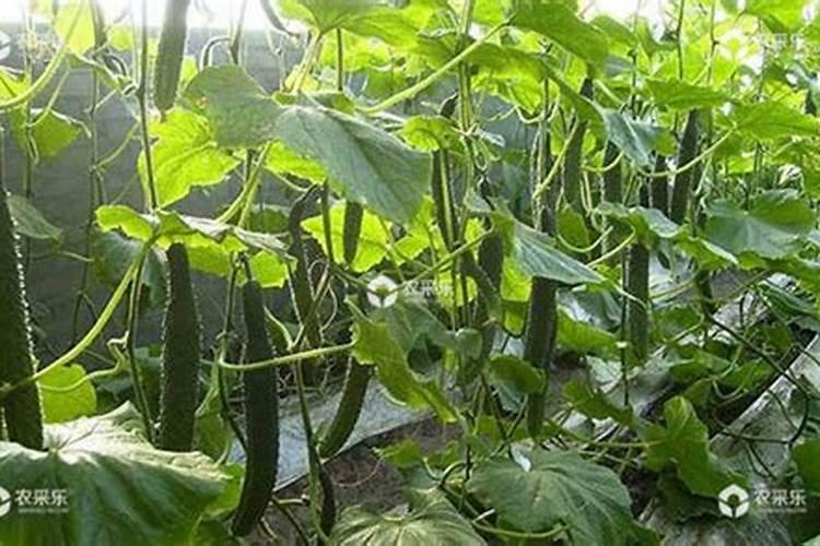 黄瓜施肥的正确方法