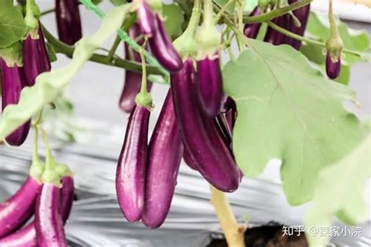 茄子高产用什么叶面肥好？茄子促花保果根茎块膨大素？