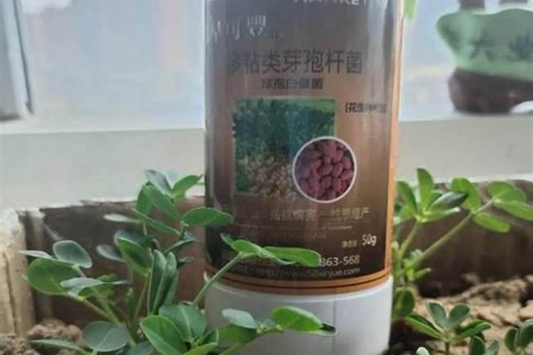 碳酸氢铵对桉树有害吗？