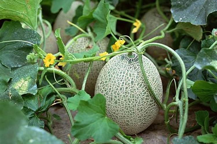 硝酸钾对植物的作用