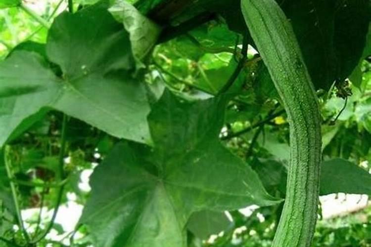 丝瓜种植管理技术和方法