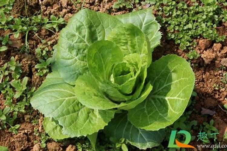 种白菜如何补施钙肥 白菜高产的方法是什么