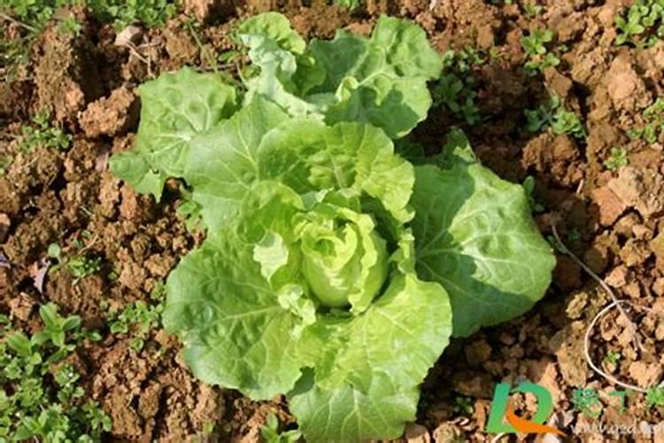 钙肥的作用及施用方法 钙肥对作物的主要作用