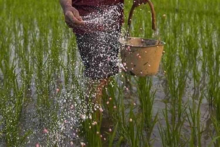 化肥撒在地里不浇水几天失效,化肥是有机物还是无机物