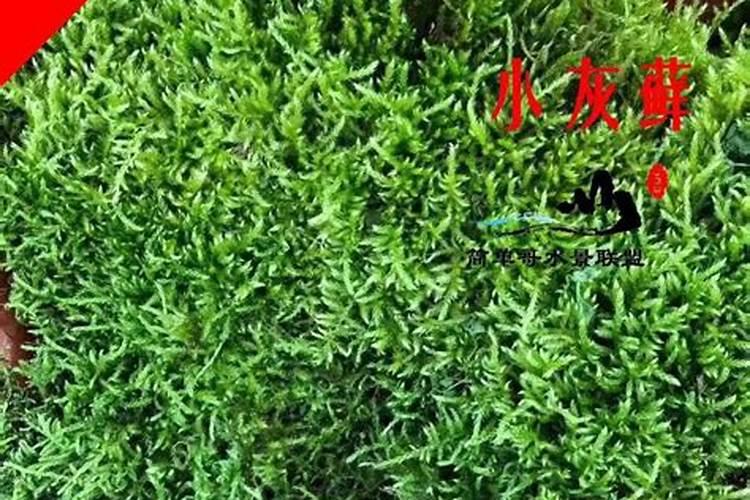 短绒藓可以闷养吗