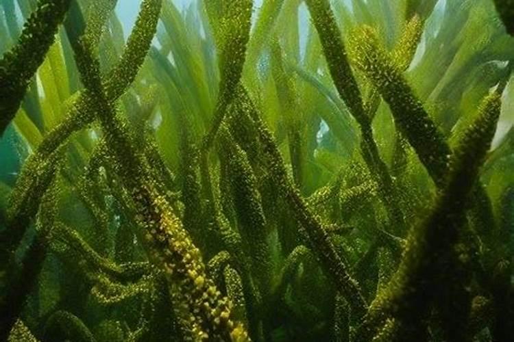 海藻肥一般都是什么海藻做的原料