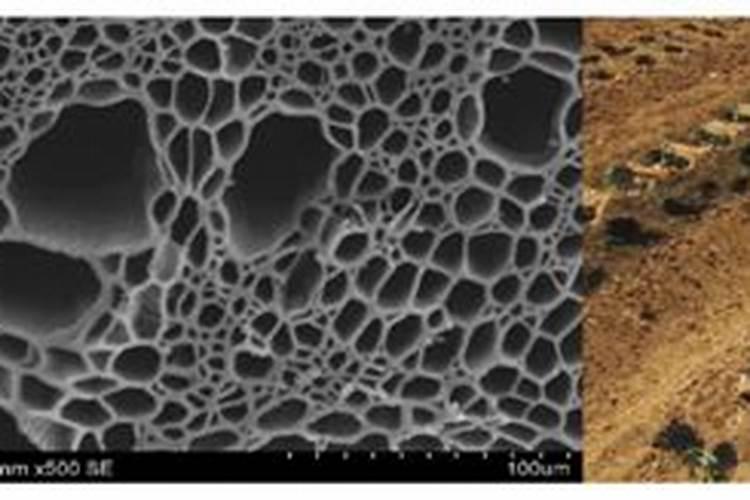 秸秆综合利用现在企业有哪些