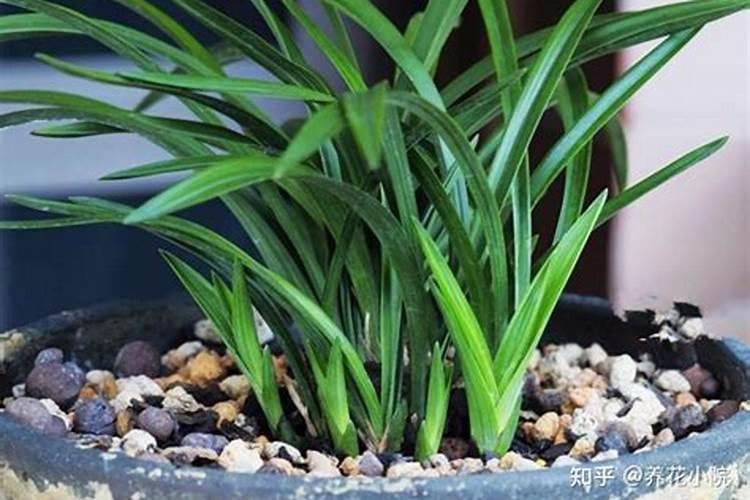 金线莲怎么施肥 用什么肥料好