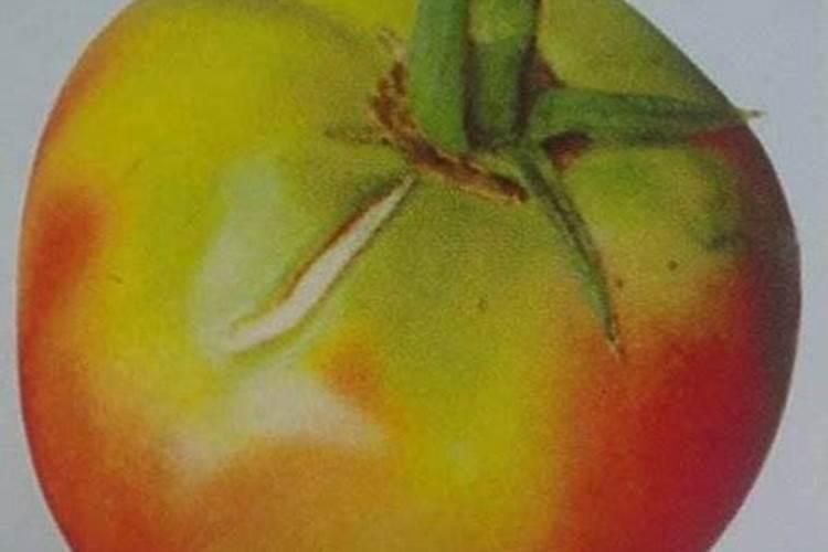 西红柿成熟着色不好怎么回事