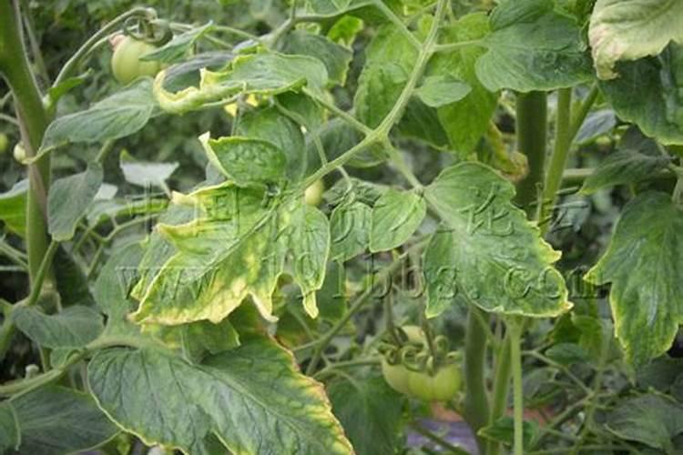 西红柿不熟就裂口什么原因