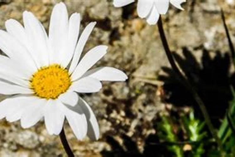 雏菊花怎么养长的好