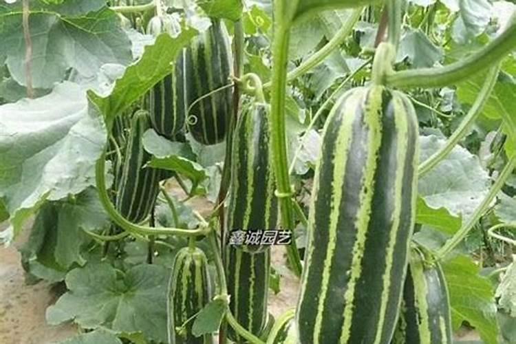 让甜瓜快速增甜的几种方法