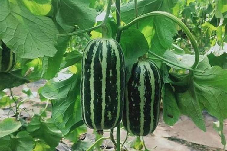 甜瓜膨果增甜用什么药？甜瓜坐果增甜期施肥管理如何做