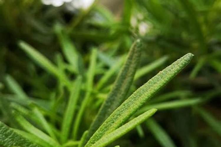 迷迭香怎么施肥 用什么肥料好