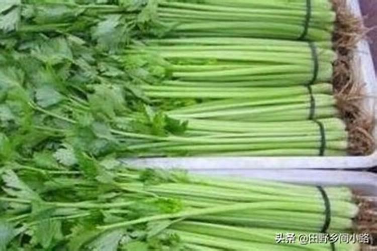 芹菜到中午就蔫了打芸苔素可以吗