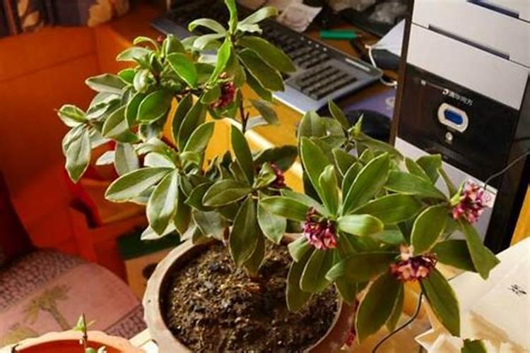 金边瑞香浇什么肥料合适