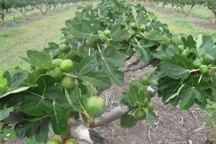 无花果施肥的正确方法