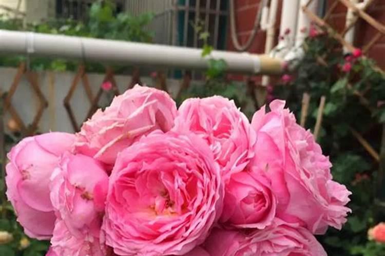 月季施什么肥开花最好