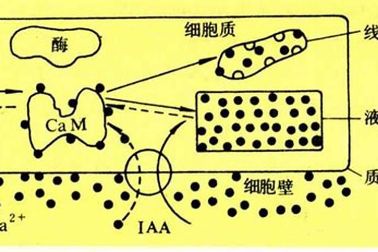 糖醇钙叶面肥作用
