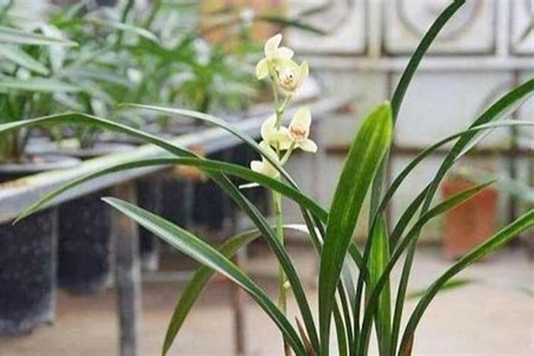 兰花浇什么肥料合适