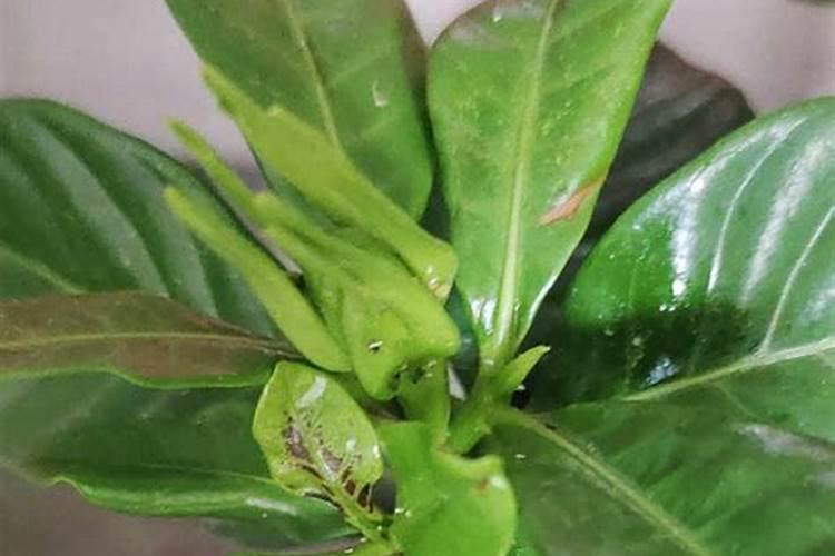 盆栽栀子花怎么施肥 盆栽栀子花缺肥料了怎么办