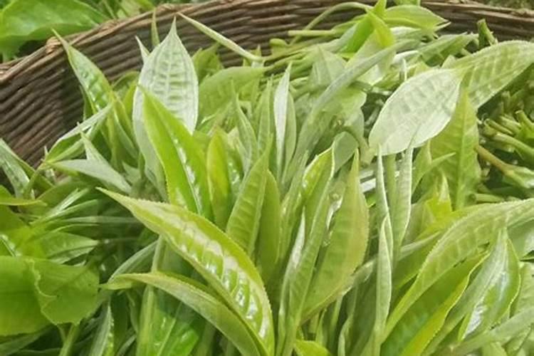 白茶施什么肥最好？