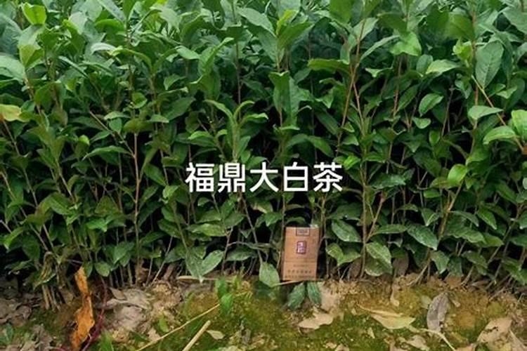 白茶秋梢是什么时候开始到什么时候结束