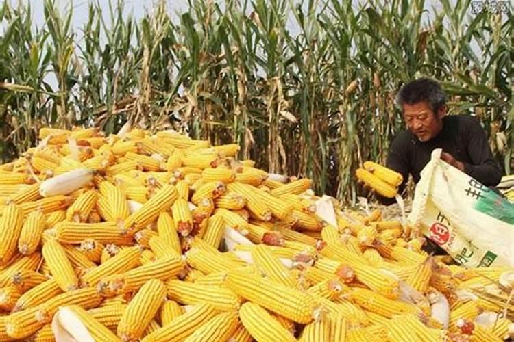 玉米用肥最佳比例