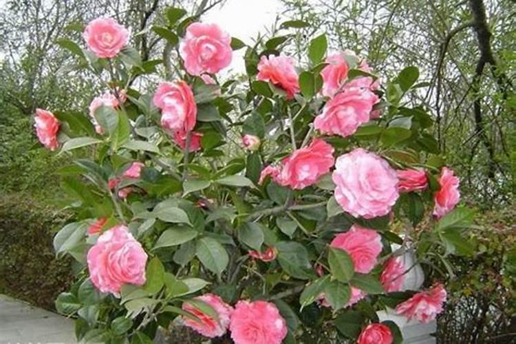 水溶肥是什么肥料