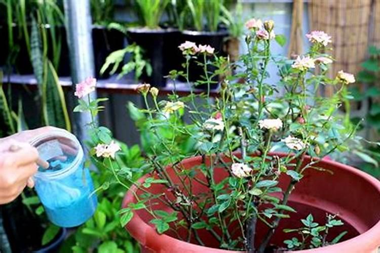 月季开花施什么肥料