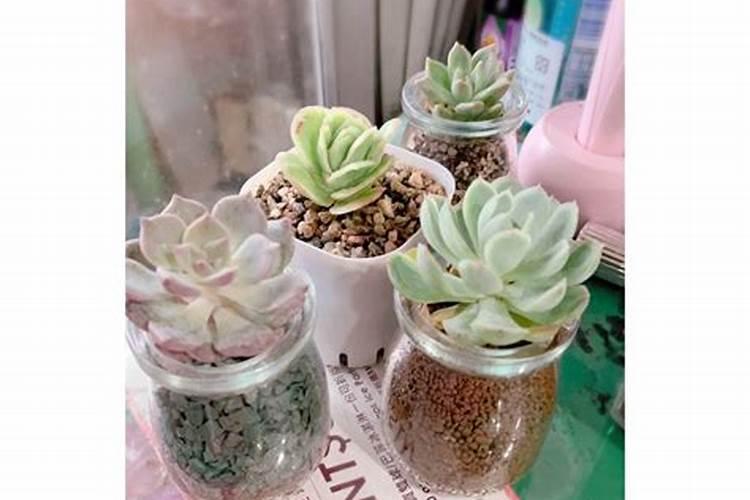 多肉适合哪些肥料