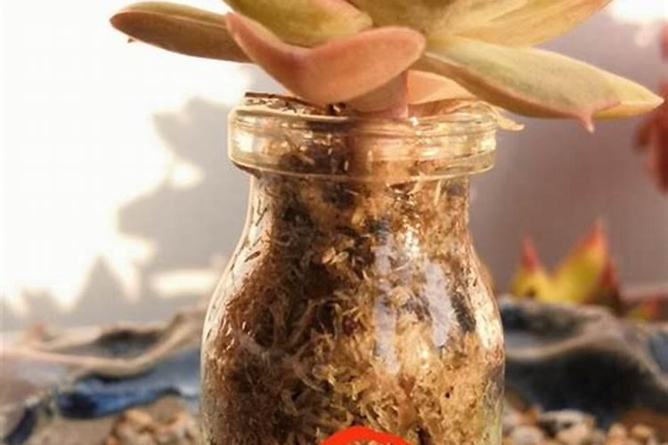 网购的多肉上盆能用多肉控释肥吗