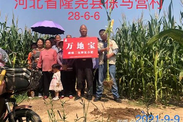 玉米怎么施肥才能高产