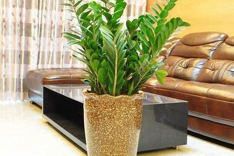 金钱树夏季能施肥吗？