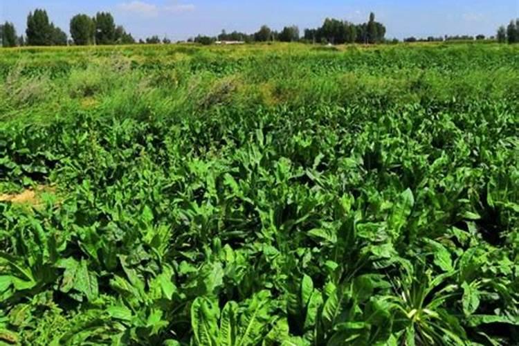 油菜籽和化肥一起播种