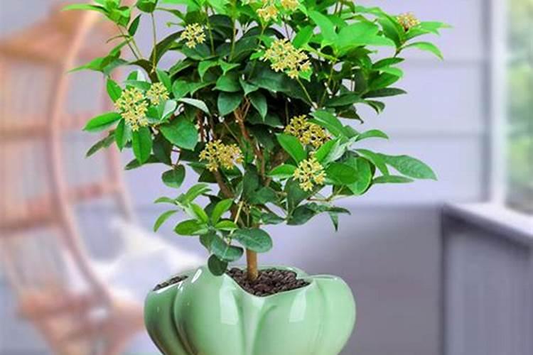 花叶喷什么又绿又亮