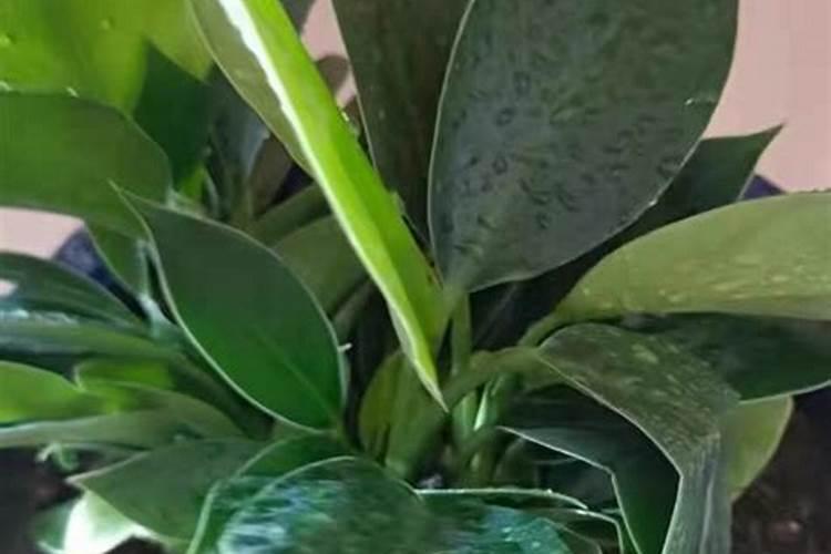 白兰花3月养护,方法得当叶子又绿又肥,早早开出“漂亮花”,如何养呢？