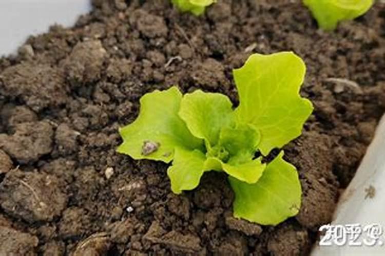 种植瓜菜应该如何施肥？注意这几点!