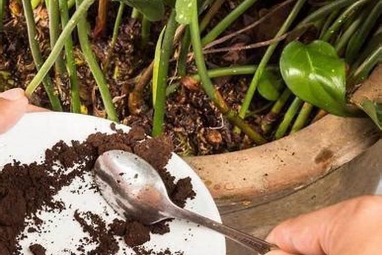 养花可不可以用尿素;花盆里的花能施尿素吗